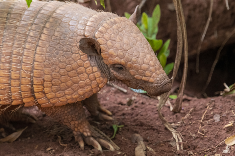 Bonito - Photo by Hudson Garcia (14)